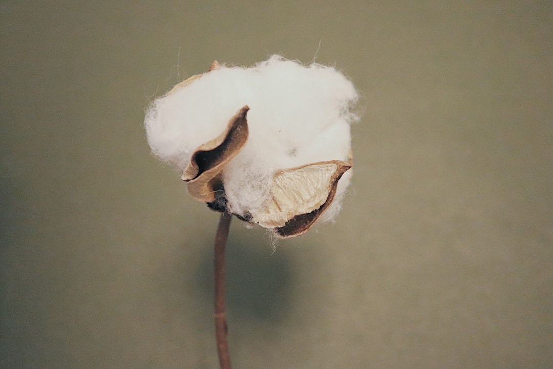 Cotton